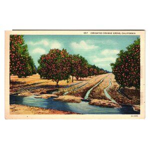 Vintage 1930s Irrigated Orange Grove California Postcard Farm Produce Food Trees